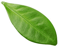 blur-leaf